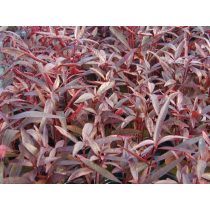 Alternanthera sessilis