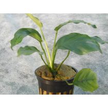 Anubias barteri var. nana