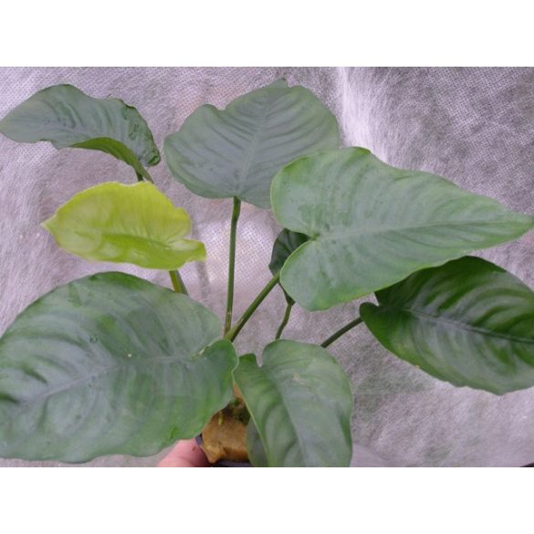 Anubias barteri