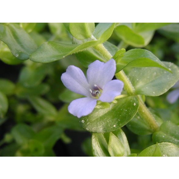 Bacopa amplexicalis