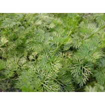 Ceratopteris siliquosa