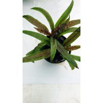 Cryptocoryne crispatula var. "Balansea"