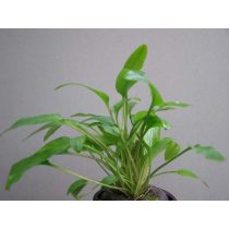 Cryptocoryne wendtii "Green"
