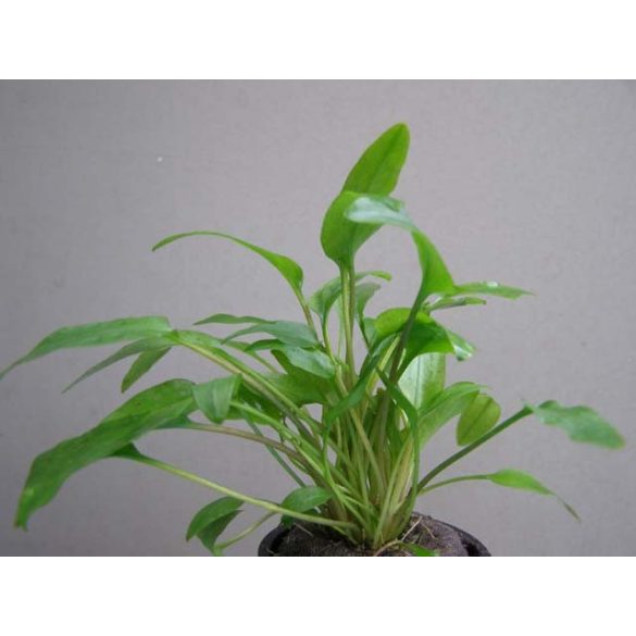 Cryptocoryne wendtii "Green"