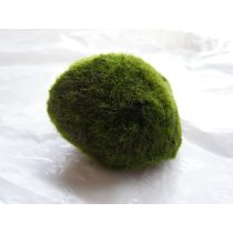 Cladophora aegagropila