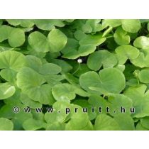 Hydrocotyle leucocephala