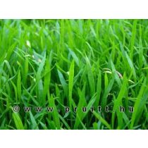 Liliaeopsis brasiliensis