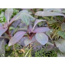 Lobelia cardinalis 'Mini'