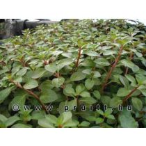 Ludwigia mullertii