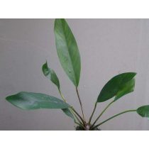Anubias congensis