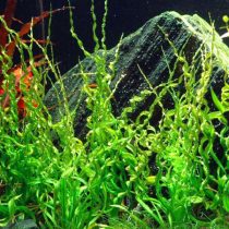 Helanthium bolivianum 'Vesuvius'