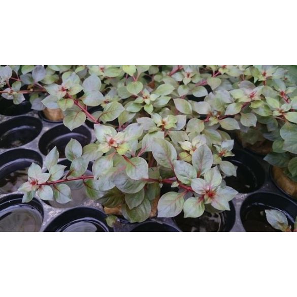 Ludwigia "Super Red Mini"