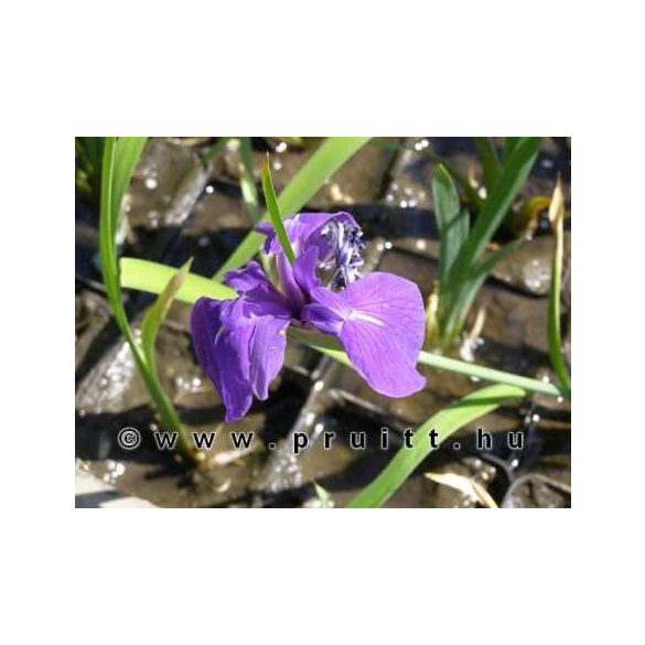 Iris kaempfery blue