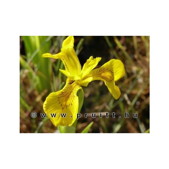 Iris pseudocorus variegata