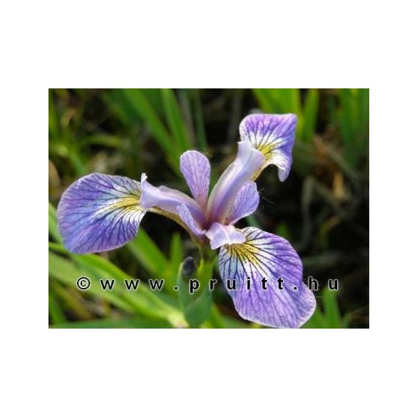 Iris verticolor