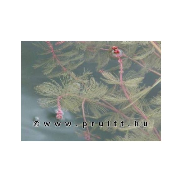 Myriophyllum Spicatum