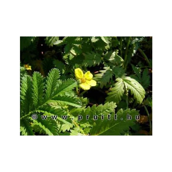 Potentilla arenaria