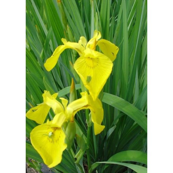 Iris pseudocorus Flora Plena