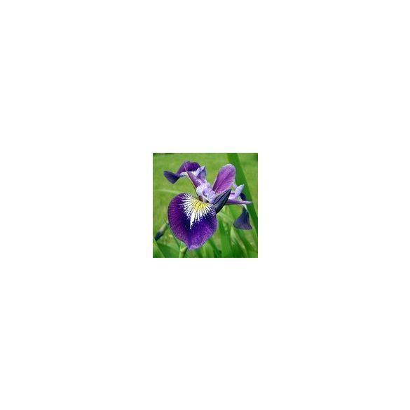 Iris versicolor kermesina