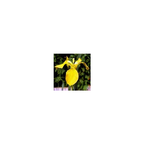 Iris louisiana yellow