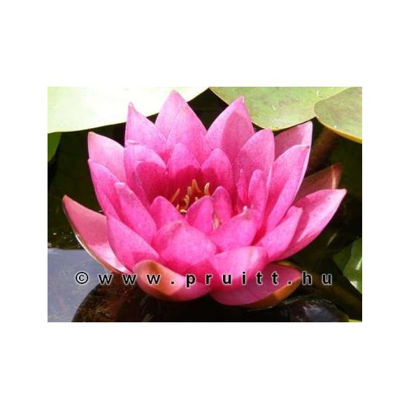 Nymphaea James Brydon