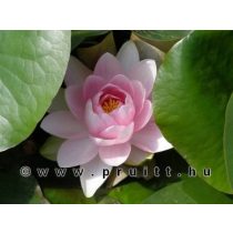 Nymphaea Madame Wilfron Gonnere