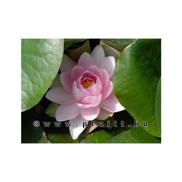 Nymphaea Madame Wilfron Gonnere
