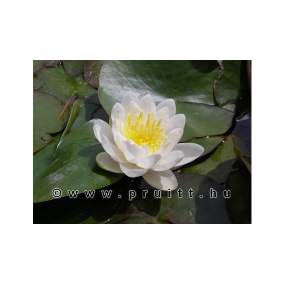 Nymphaea Marliacea White Albida