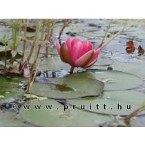 Nymphaea Perry's Baby Red