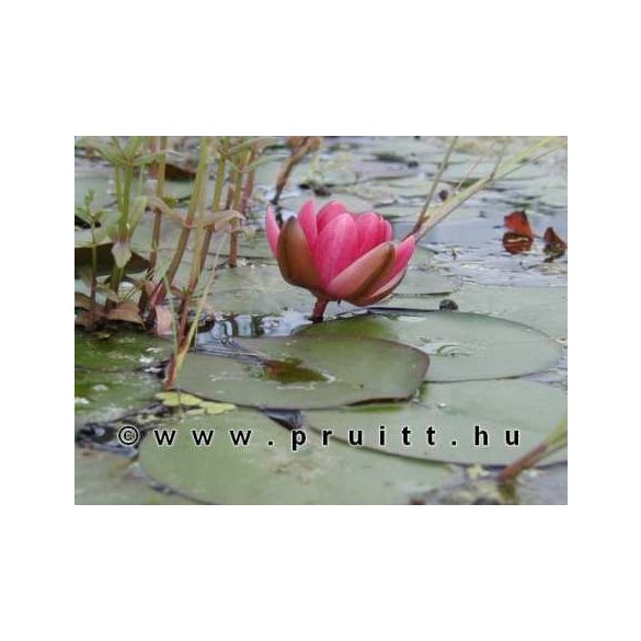 Nymphaea Perry's Baby Red