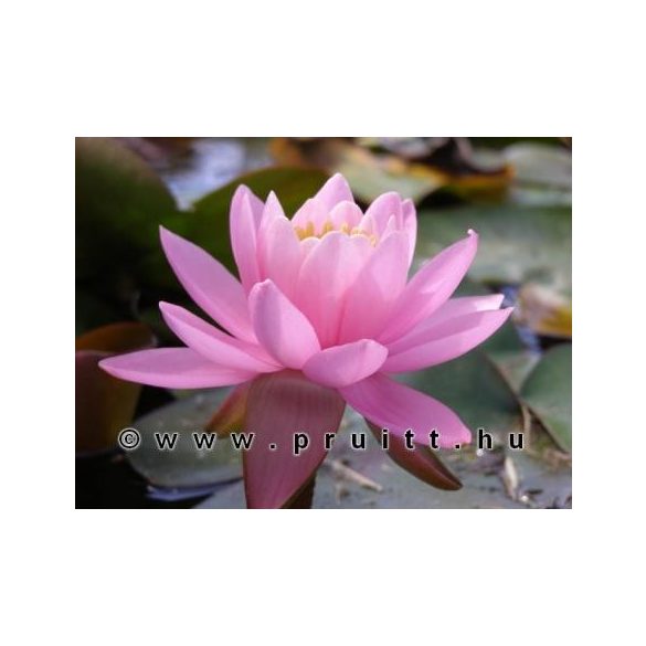 Nymphaea Pink Opal