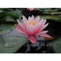 Nymphaea Pink Sensation