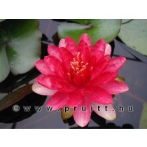 Nymphaea Red Paradise