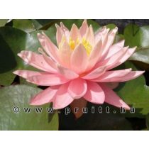 Nymphaea Sunny Pink