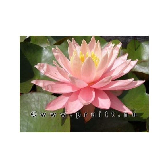 Nymphaea Sunny Pink