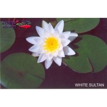 Nymphaea White Sultan